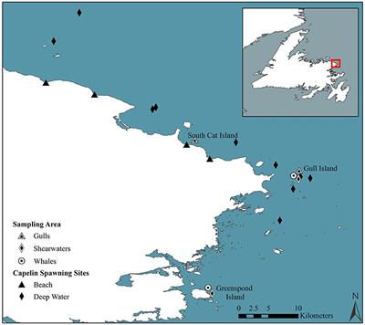 Dietary Niche Shifts of Multiple Marine Predators under Varying Prey Availability on the Northeast Newfoundland Coast